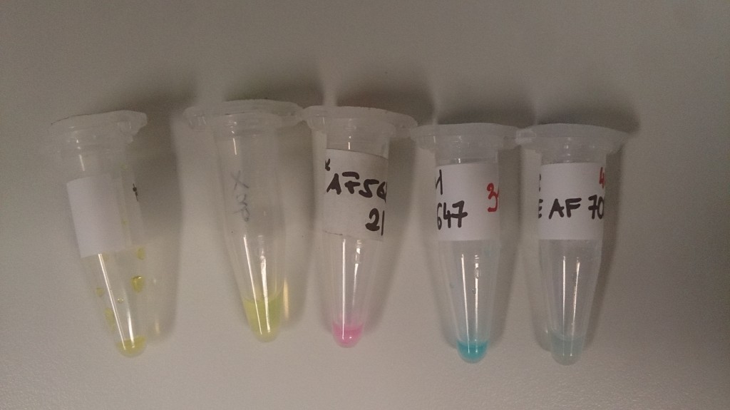Farbstoffe, von links nach rechts: 1. Anregung nahes UV, Fluoreszenz Violett/blau, 2. Anregung blau, Fluoreszenz grün, 3. Anregung grün, Fluoreszenz orange/rot (Alexa Fluor 568), 4. Anregung rot, Fluoreszenz tiefrot/nahes Infrarot, 5. Anregung tiefrot, Fluoresznz nahes Infrarot.