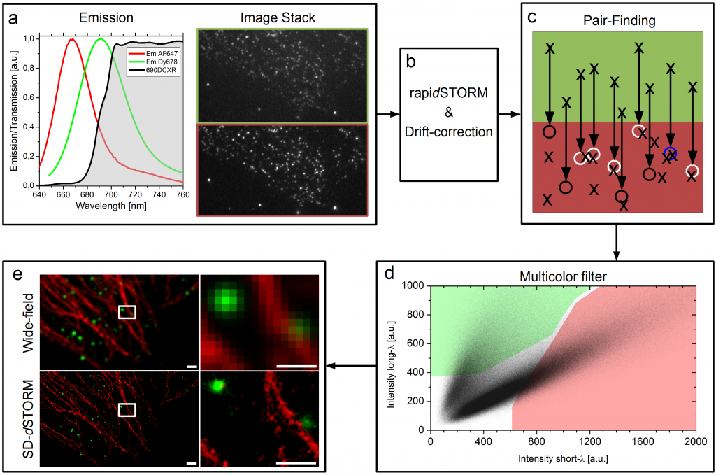 Der Workflow von SD-dSTORM. Lampe et al., Spectral demixing avoids registration errors and reduces noise in multicolor localization-based super-resolution microscopy, Methods and Applications in Fluorescence, Volume 3, Number 3, 13 August 2015 © IOP Publishing. Reproduced with permission. All rights reserved