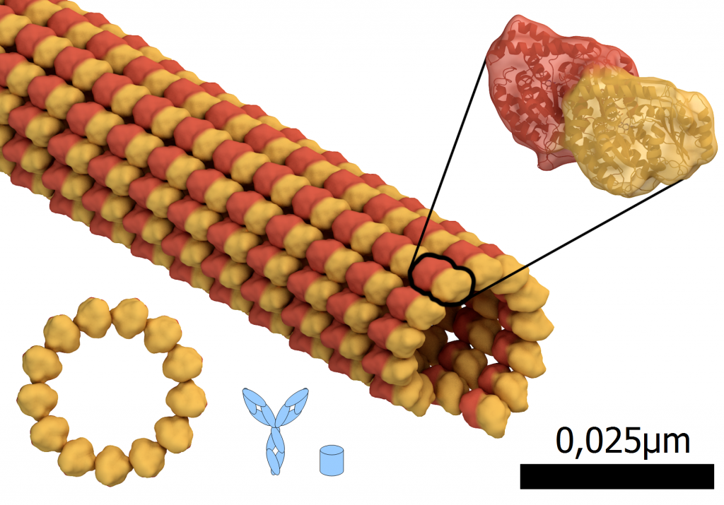 Größenvergleich: Microtubul, Teil des Zellskeletts, rot: alpha-tubulin Eiweiß, gelb: beta-tubulin Eiweiß, blau: Antikörper und GFP. Durchmesser des Microtubuls: 0,024µm oder 24nm. Basierend auf "Microtubule structure.png" von Thomas Splettstoesser (www.scistyle.com); CC-BY-SA 4.0 André Lampe