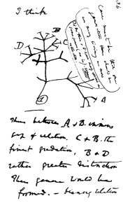 Darwins Stammbaum