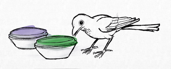 Illustration des Vogelexperimentes (© evolvimus)