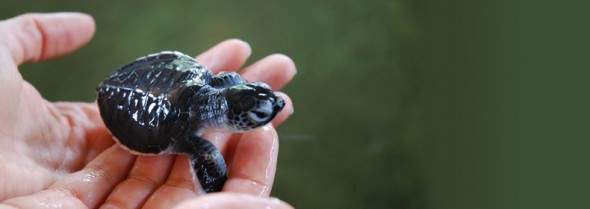homepage_banner_nature_69160