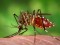 Stegomyia aegypti (Bild: Wikipedia)