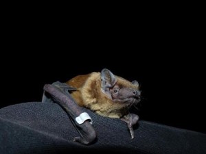 fledermaus
