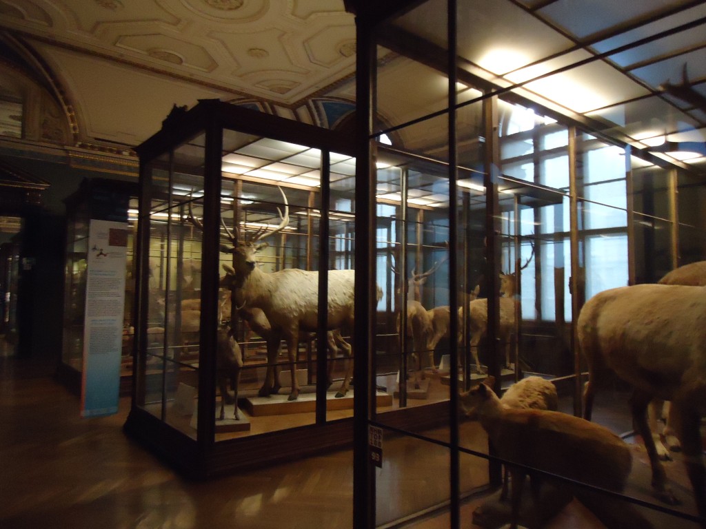 "Interaktive" Ausstellung: Man kann ganz aktiv zwischen den toten Tieren herum gehen!
