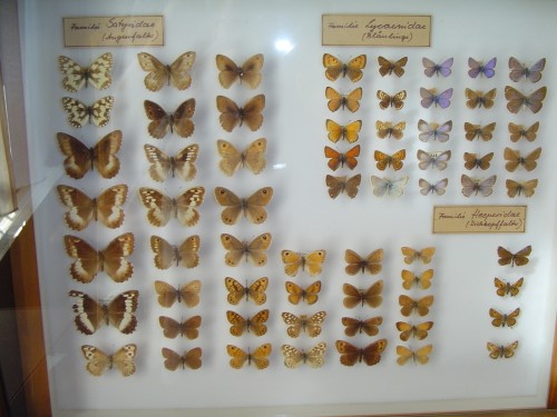Egal wie viele Schmetterlinge man umbringt und sicher stellt: Am Wetter ändert das nichts! (Bild: Heimatmuseum und Naturalienkabinett Waldenburg in Sachsen, CC-BY-SA 3.0