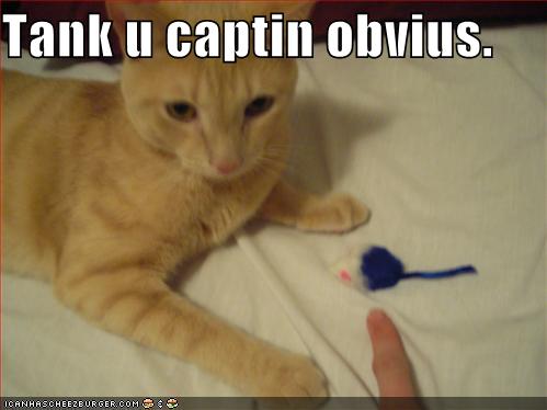 funny-pictures-captain-obvious-cat