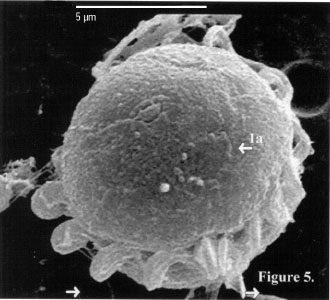 Pfiesteria shumwayae, ein Dinoflagellat kann sowohl per Photosynthese als auch einfach irgendwas anderes fressen (Bild: Public Domain)