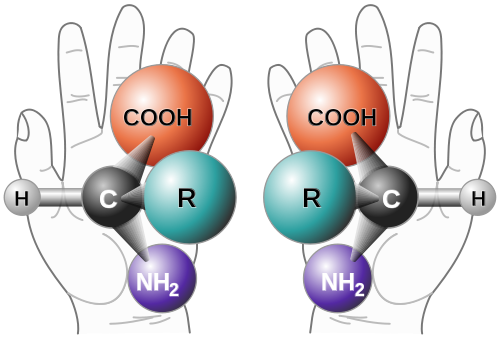 Die Chiralität von Molekülen entspricht dem Unterschied zwischen linker und rechter Hand (Bild: gemeinfrei)