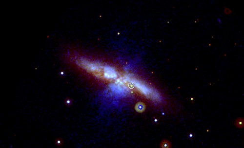 Supernova in der Galaxie M82, gesehen im UV-Licht von Swift (Bild: NASA/Swift/P. Brown, TAMU)