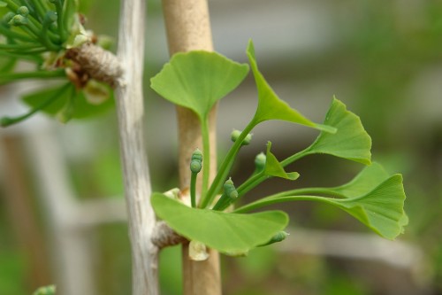 Bei manchen Pflanzenarten gibt es „Männchen“ und „Weibchen“. Hier zu sehen ist weiblicher Ginkgo. Eine männliche Pflanze bildet „Kätzchen“ ähnlich denen einer Birke. (Bild: Marcin Kolasiński", CC-BY-SA 4.0) 