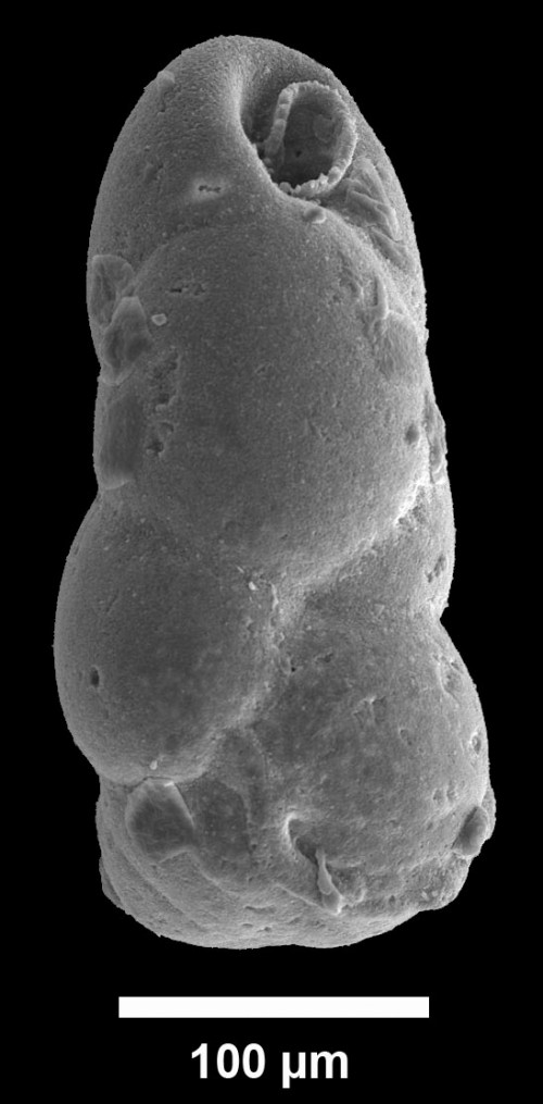 as ist eine fossile benthische Foraminifere (ca. 17,5 Millionen Jahre alt), die in den obersten Millimetern des Meeresbodens lebte