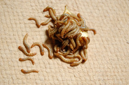 Mehlwürmer, bevor sie zubereitet werden (Bild: MarioM/Wikipedia. CC-BY-SA 3.0)