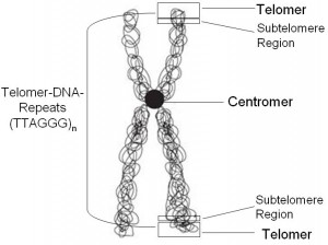telomer