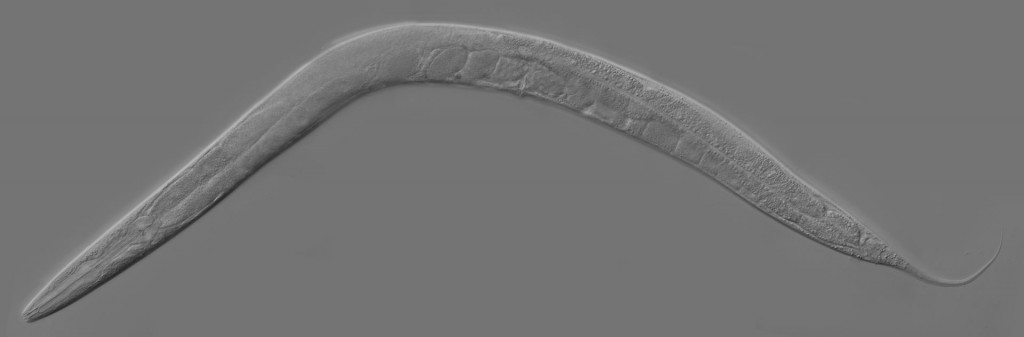 Adult_Caenorhabditis_elegans