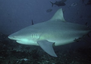 Bullenhai (Quelle: Wiki)