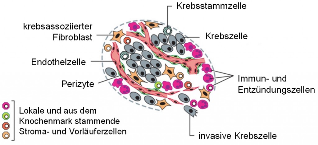 Die Zellen der Tumor-Mikroumgebung