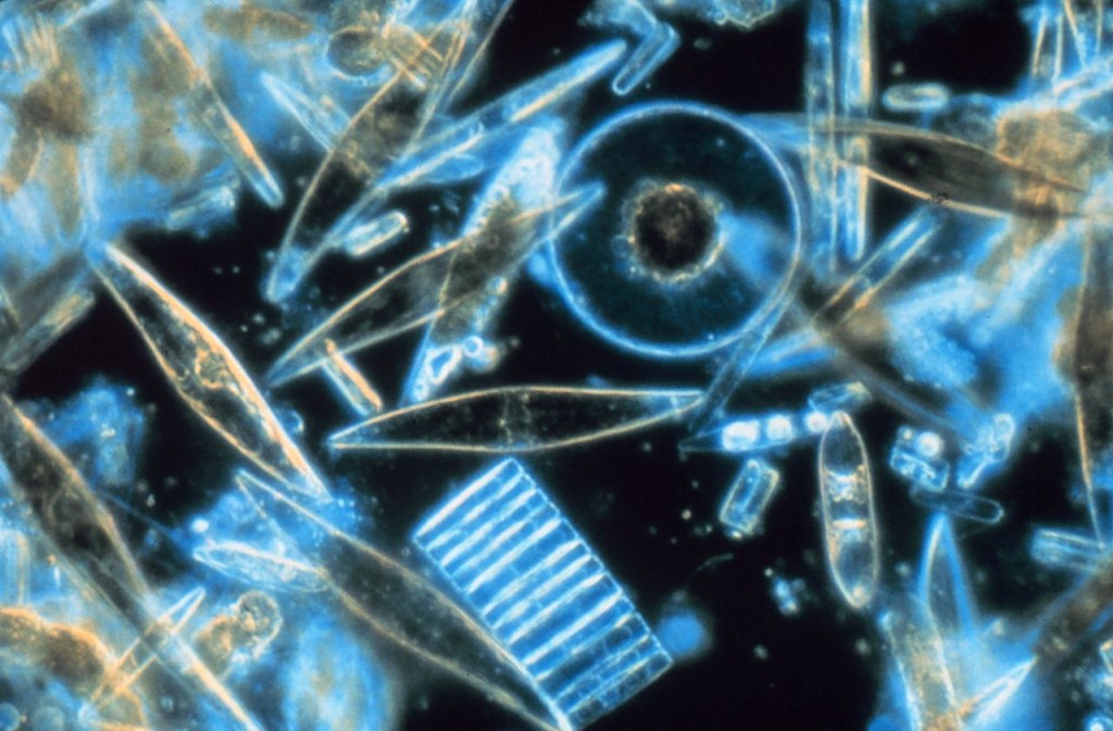 1280px-Diatoms_through_the_microscope