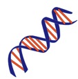 i-7d2a18adc524f840d42b22f11702a6f2-DNA.jpg