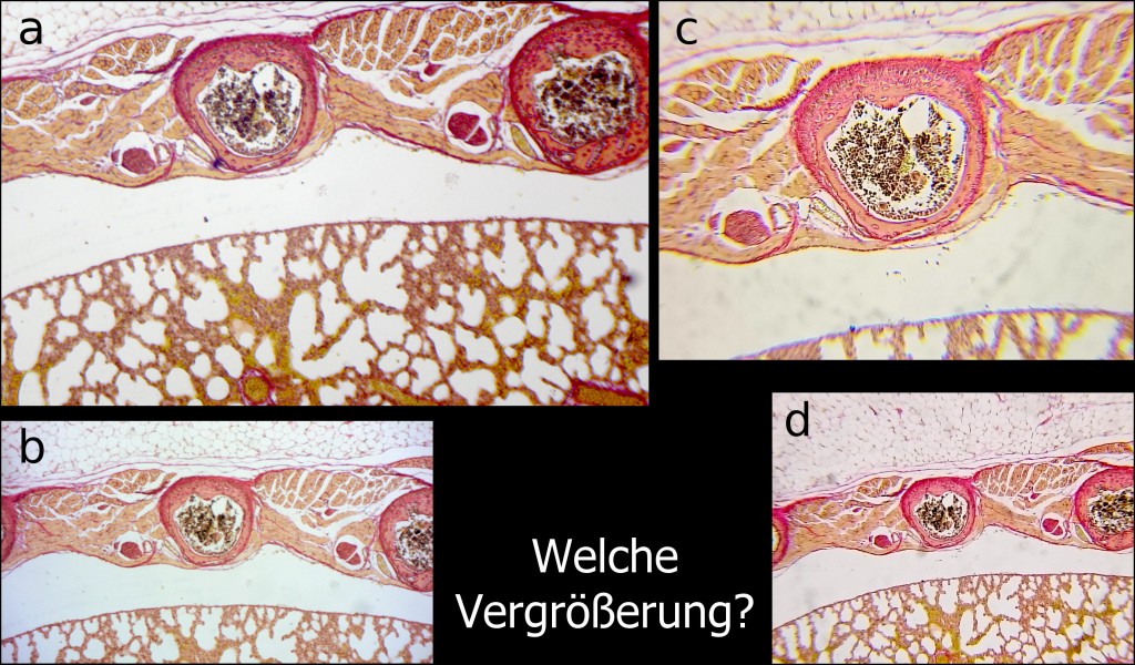 Bilderrätsel Vergrößerungen