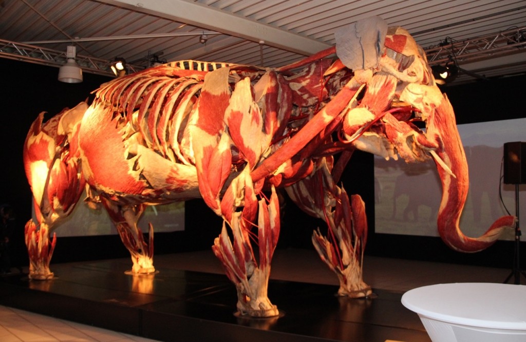 Die Körperwelten der Tiere ErklärFix