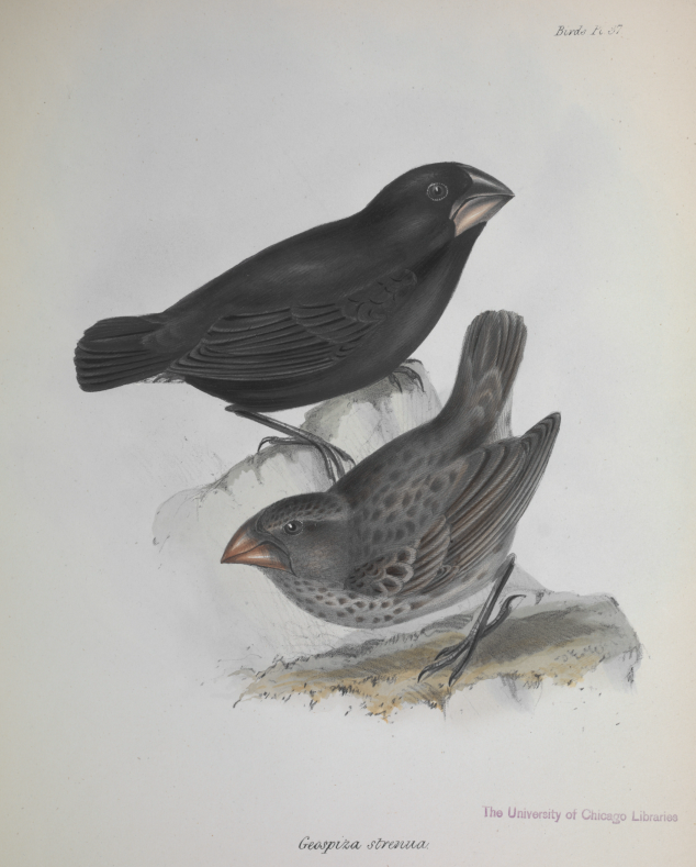 Geospiza strenua (aus: Zoology of the Beagle 3 - Birds)