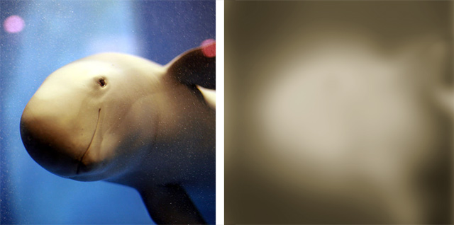 Glattschweinswale im Aquarium und in der Natur