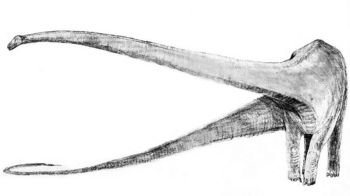 i-ce87997b4aedb731bc3149f87ff62c3a-800px-Sketch_mamenchisaurus-thumb-350x196.jpg
