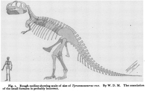 OSBORN_1905_Tyrannosaurus_rex