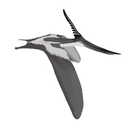 Pteranodon_longiceps_mmartyniuk_wiki