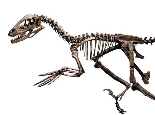 i-8d27062092563f5733b65d8cbd86d387-Deinonychus_skeleton_FMNH-thumb-500x370.jpg