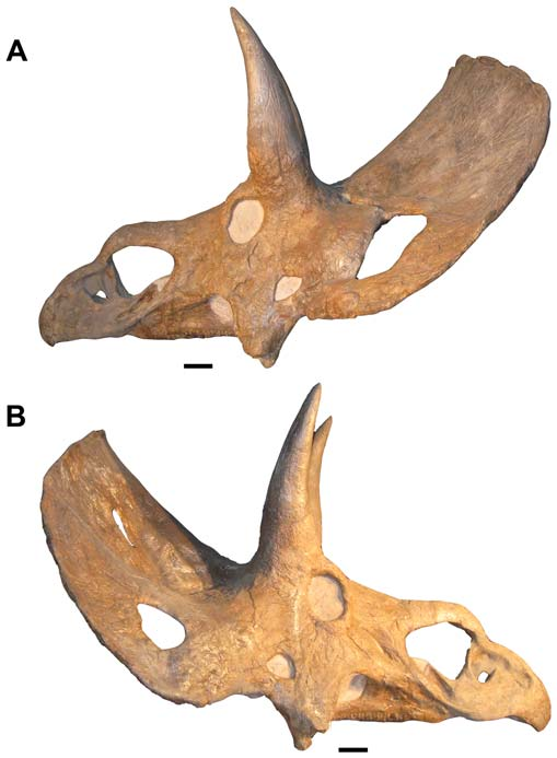 i-d066cef36256bac2122c29f04c3ce7d5-nedoceratops-001.png