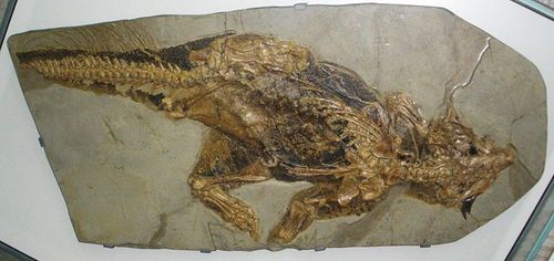 i-7d7b32da383b8c02407b8f7615fb42fd-800px-Psittacosaurus_mongoliensis-thumb-500x236-32127.jpg