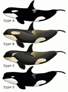Orca-Typ-D