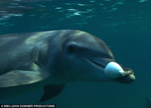 Delphin mit Kugelfisch
