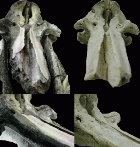 Mesoplodon hotaula: Nasenöffnung und Nasenbeine
