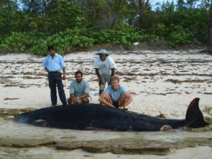 Male specimen of Mesoplodon hotaula that washed up on Desroches Island in the Seychelles in 2009, shown with men from the island. It was found by Wayne Thompson (far right in picture) and Lisa Thompson of the Island Conservation Society of the Seychelles. (Lisa Thompson)