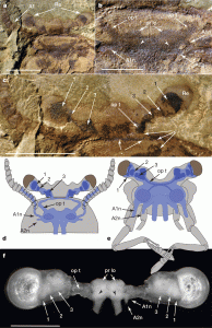 Fuxianhua-protensa-fossil-complex-brain-und-optic-lobes
