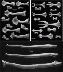 Diverse Penisknochen (Examples of bacula of North American mammals. Top left: bacula of ground squirrels (Spermophilus sp.) with spoon-shaped distal ends and tooth-like projections. Top right: trident shaped bacula of rice rats (Oryzomys sp.) and voles (Microtus sp.); illustrations demonstrate complexity of bacula shape from different perspectives. Bottom: relatively simple bacula of some large carnivores (two bear species (Ursus) illustrated above a sea lion (Zalophus)))