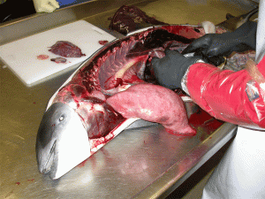 Pathologische Untersuchung eines-Schweinswals