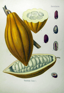 Theobroma cacao (Köhlers Medizinal-Pflanzen)