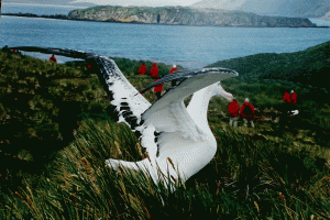 Wander-Albatros auf South Georgia