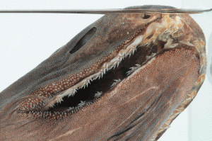 Kragenhai--Detail-Zähne-(Johannes-Maria-Schlorke-–-Fotografie)