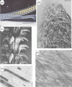Structure of the common limpet tooth (Patella vulgata). (a) Optical image of the tongue-like radula containing bands of teeth along a length of many centimetres. (b) Scanning electron micrograph of the teeth groupings with each tooth length approximately 100 μm. High-magnification electron microscopy images of the tooth cusp show (c) the changing orientation of the nanofibrous goethite in the chitin matrix and (d) the high anisotropy of the composite at the anterior and posterior edges owing to alignment of the goethite, note the mineral fibre length of approx. 3 μm, with (e) close-up of the tooth indicating the distinct phases of the goethite ‘reinforcing fibre’ and the chitin ‘matrix’ highlighting the structural resemblance to a fibre-reinforced composite material with an average fibre diameter of approx. 20 nm. Adapted from reference [12]. (Online version in colour.)