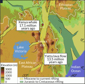 ON THE RISE This map shows the present elevation of the East African Plateau where the whale fossil was found. The region has undergone many geological changes, including massive uplift, an ancient lava flow, as well as rifting during the Jurassic and Cretaceous periods (200 million to 65.5 million years ago) and from the Miocene period (23 million years ago) to today.