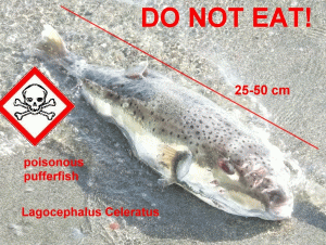 Pufferfish-Warning