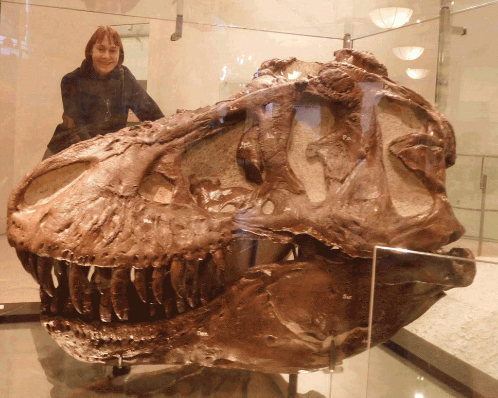 Säugetier (Gewinner des K-T-Impacts) grinst auf T. rex-Schädel (ausgestorben) (Photo: Bettina Wurche im AMNH)