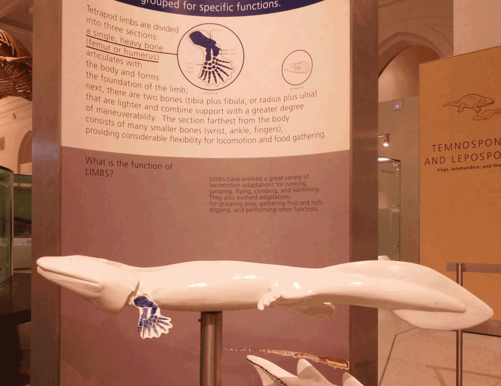 Tiktaalik: Ein Fossil mit Hand und Fuß (Photo: Bettina Wurche, im AMNH)